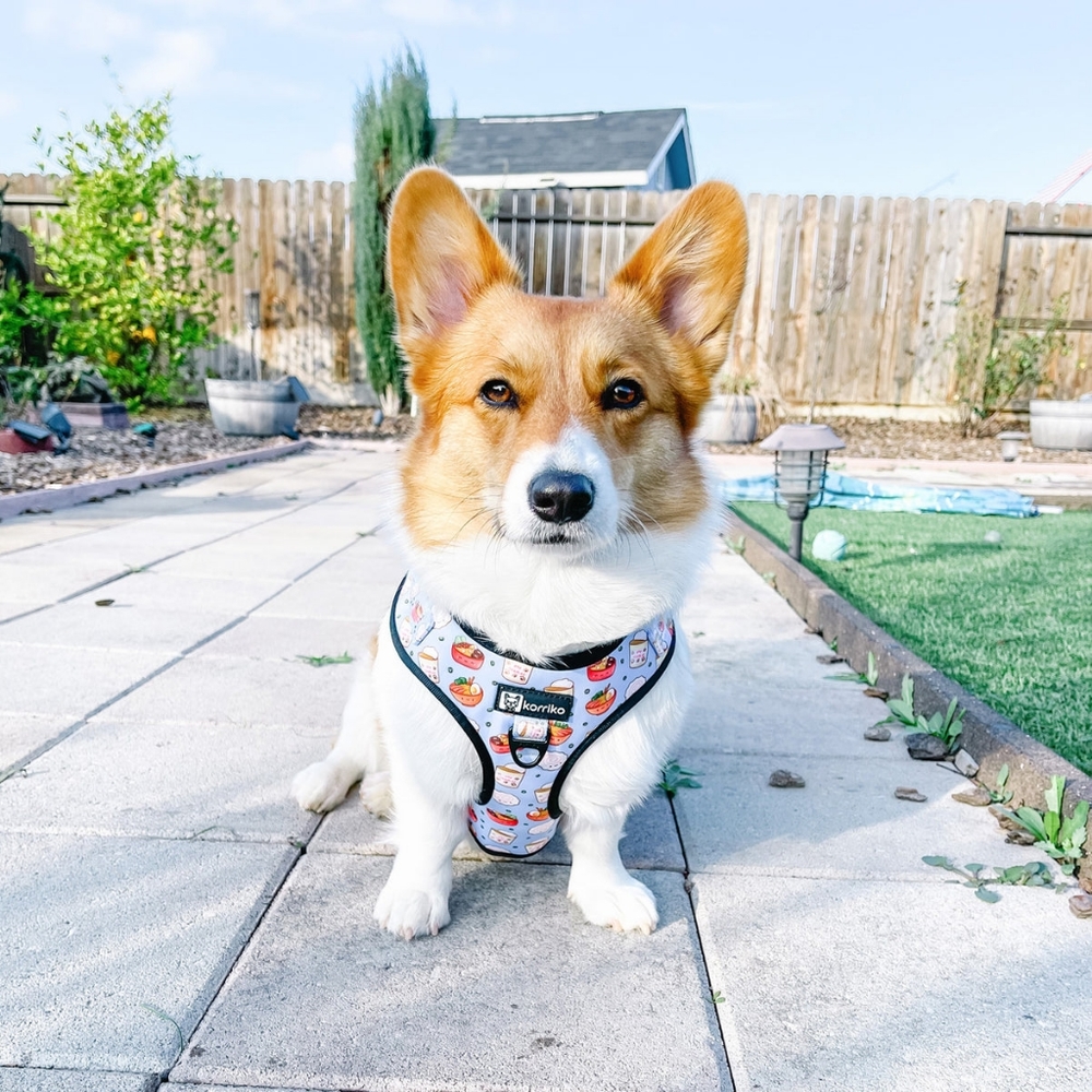 Harness, collar and leash set